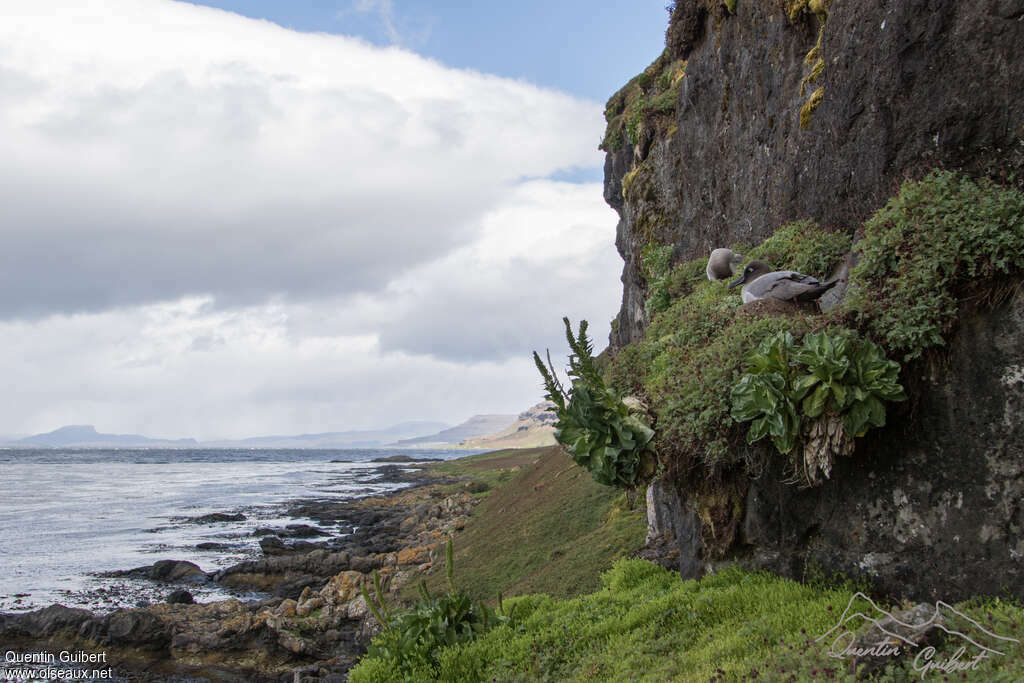 Albatros fuligineux, habitat