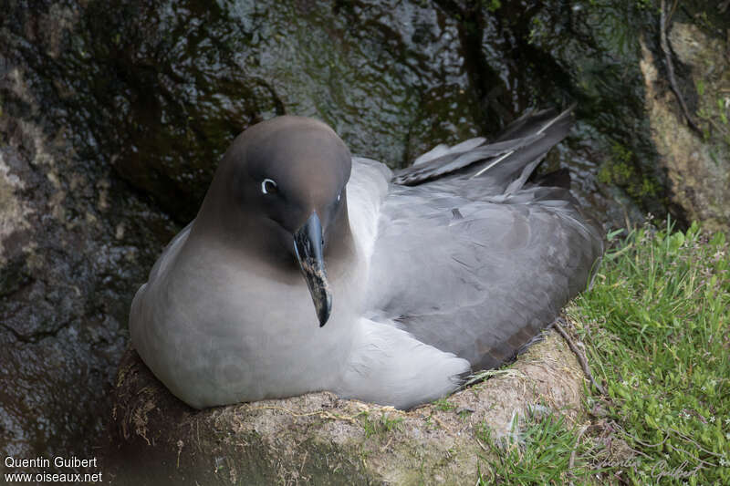 Albatros fuligineuxadulte, identification