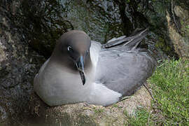 Light-mantled Albatross