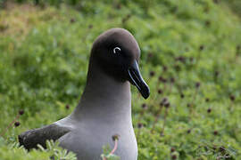 Light-mantled Albatross