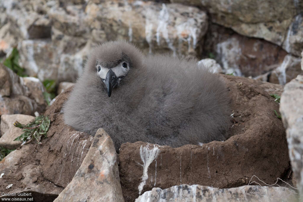 Light-mantled AlbatrossPoussin, Reproduction-nesting