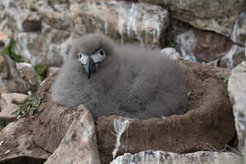 Light-mantled Albatross