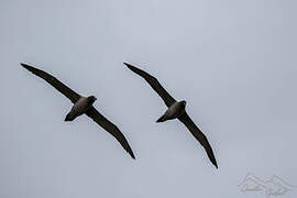 Light-mantled Albatross