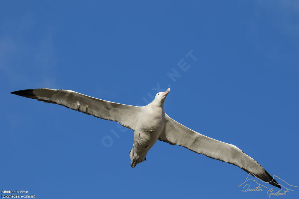 Wandering Albatross