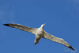 Snowy Albatross