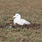 Albatros hurleur
