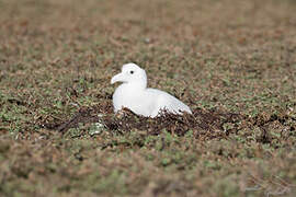 Snowy Albatross