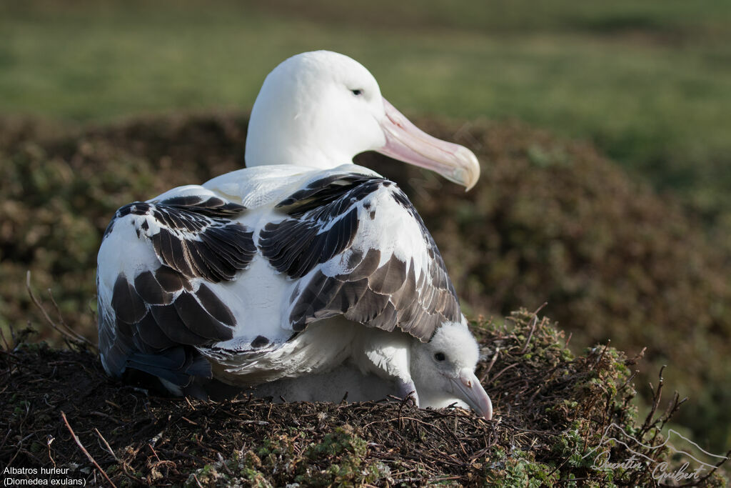 Wandering Albatross