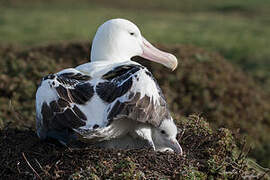 Snowy Albatross