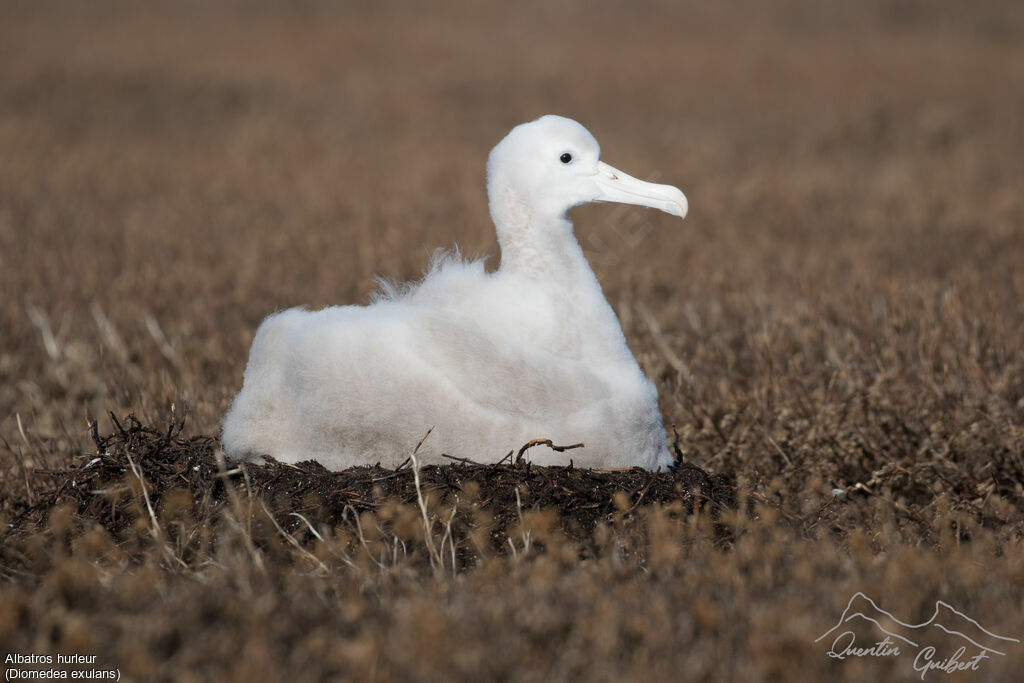 Snowy Albatross