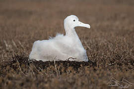 Snowy Albatross