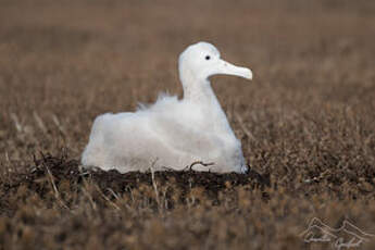 Albatros hurleur