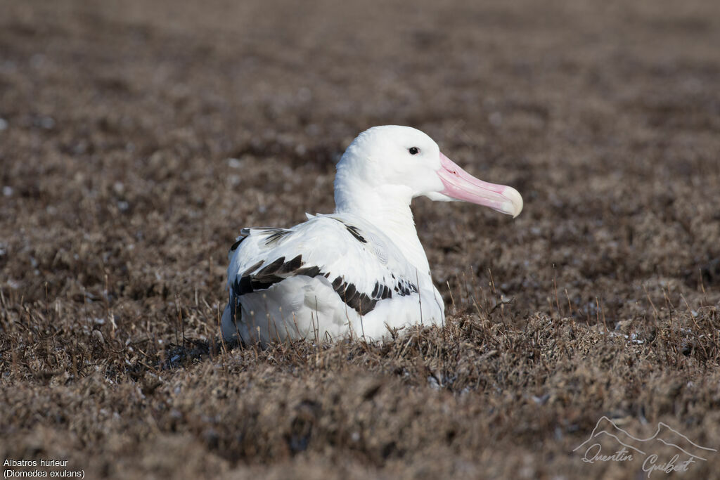 Wandering Albatross