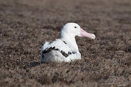 Snowy Albatross