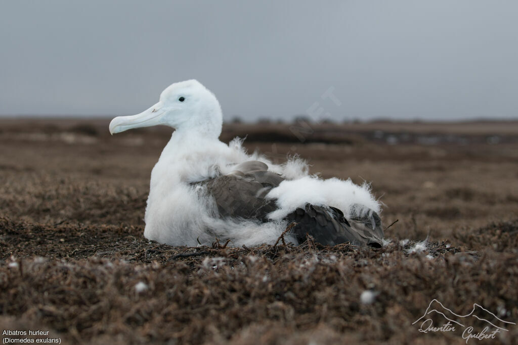 Snowy Albatross