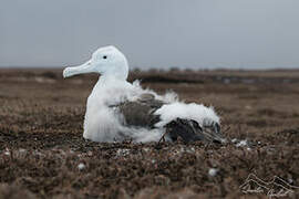 Wandering Albatross