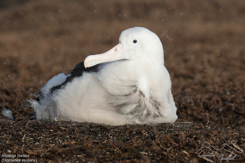 Snowy Albatross