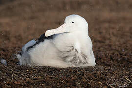 Snowy Albatross