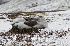 Albatros hurleur