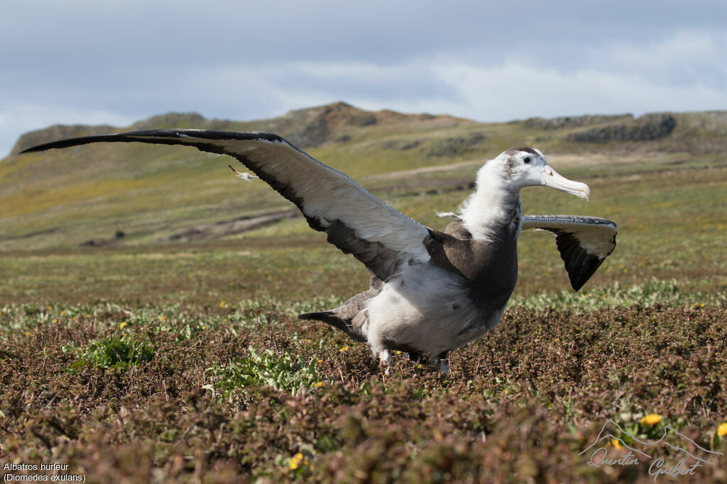 Albatros hurleur