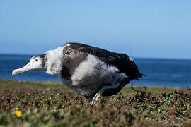 Snowy Albatross