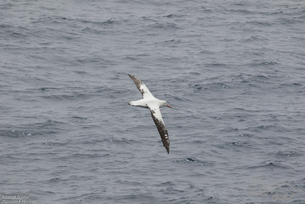 Snowy Albatross