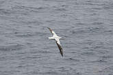 Albatros hurleur