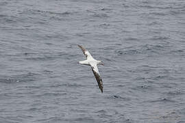 Albatros hurleur