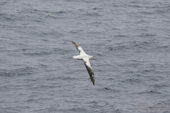 Albatros hurleur