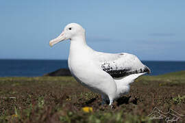 Snowy Albatross