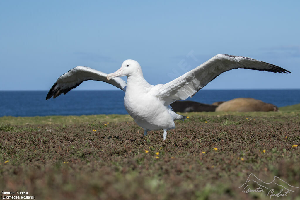 Snowy Albatross