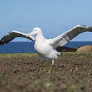 Albatros hurleur