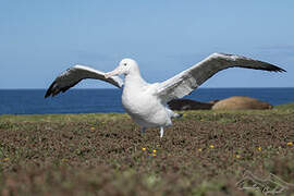 Albatros hurleur