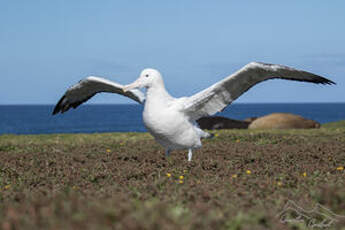 Albatros hurleur