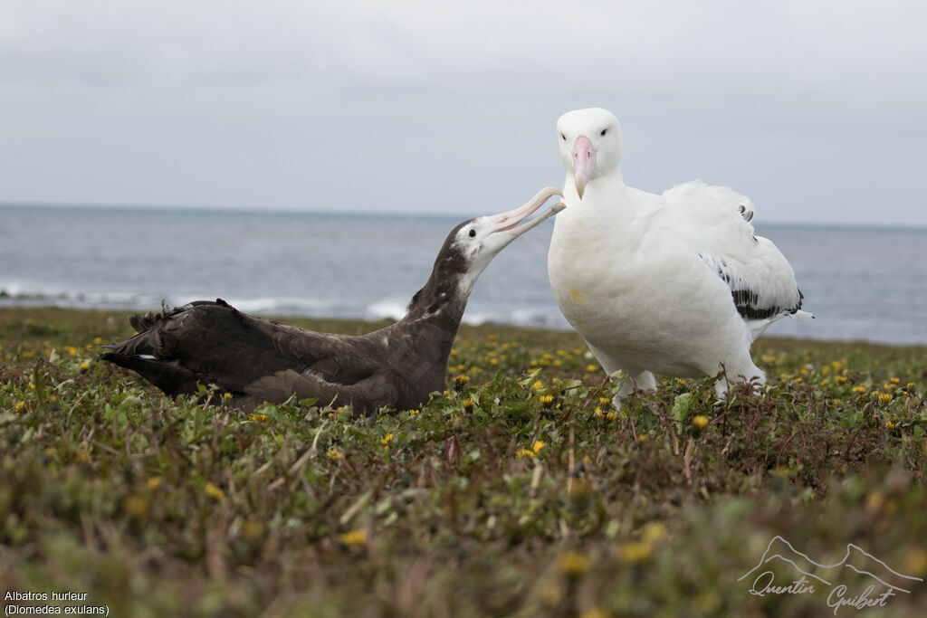 Snowy Albatross