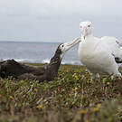 Albatros hurleur