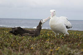 Snowy Albatross