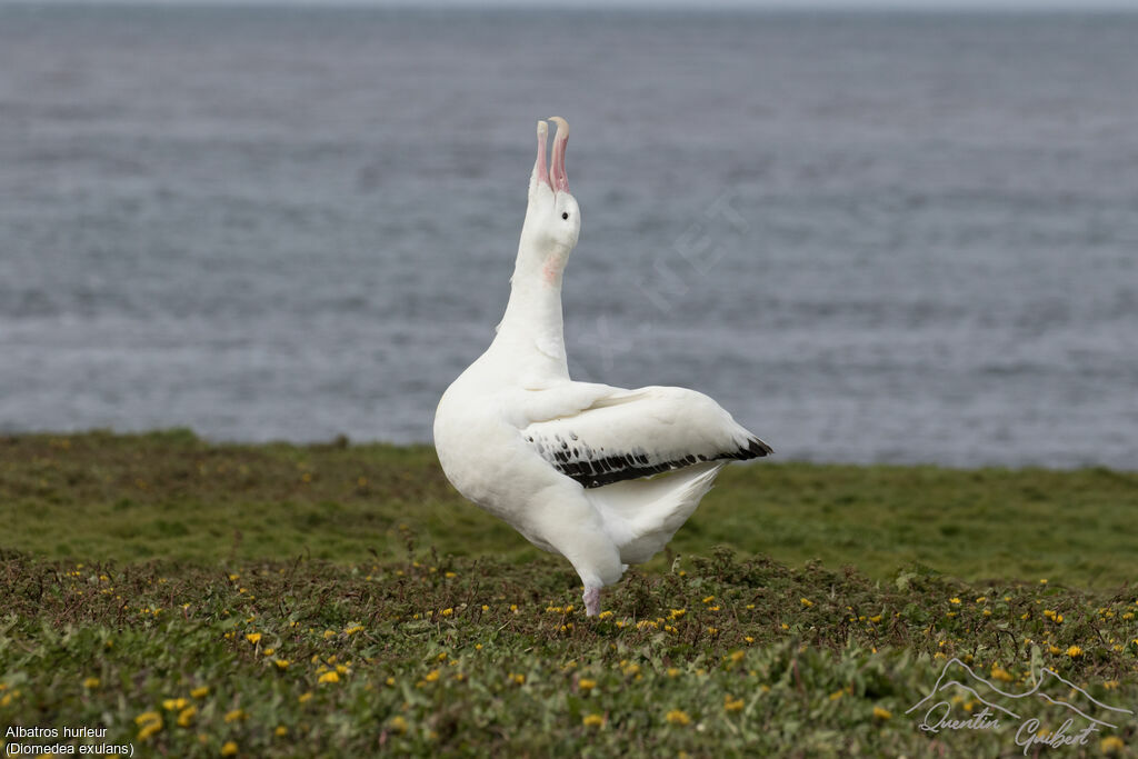 Snowy Albatross