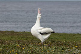 Albatros hurleur