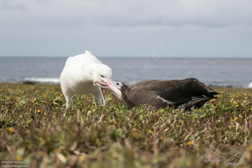 Wandering Albatross