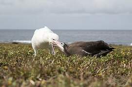 Snowy Albatross