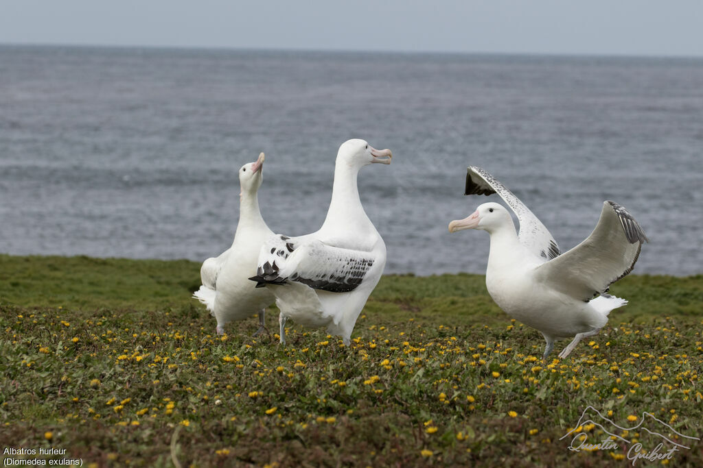 Snowy Albatross