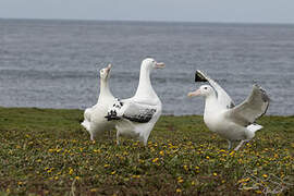 Snowy Albatross