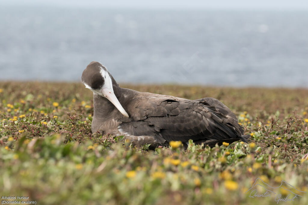 Wandering Albatross