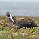 Albatros hurleur