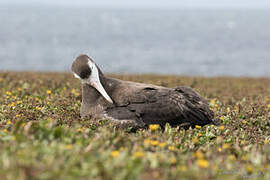 Snowy Albatross