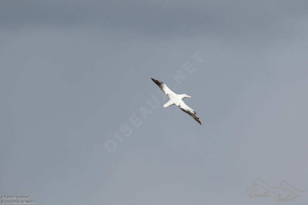 Snowy Albatross