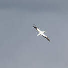 Albatros hurleur