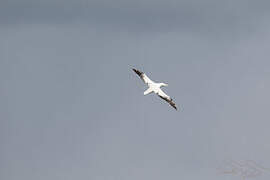 Wandering Albatross