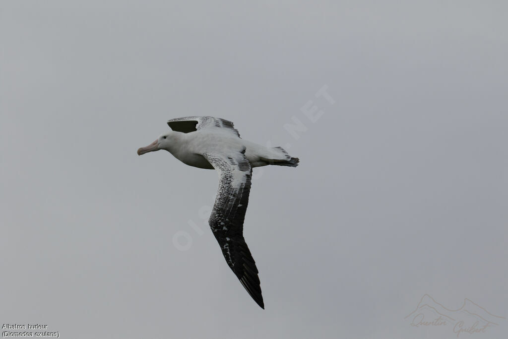 Wandering Albatross